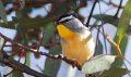 yellow bird